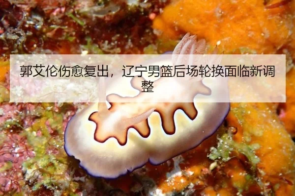 郭艾伦伤愈复出，辽宁男篮后场轮换面临新调整